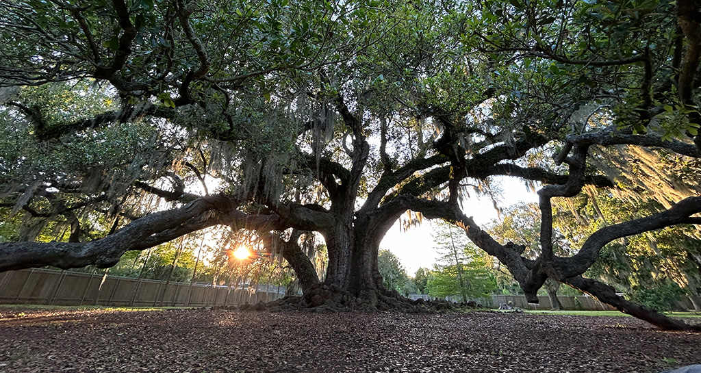 Tree of Life - New Orleans, Louisiana