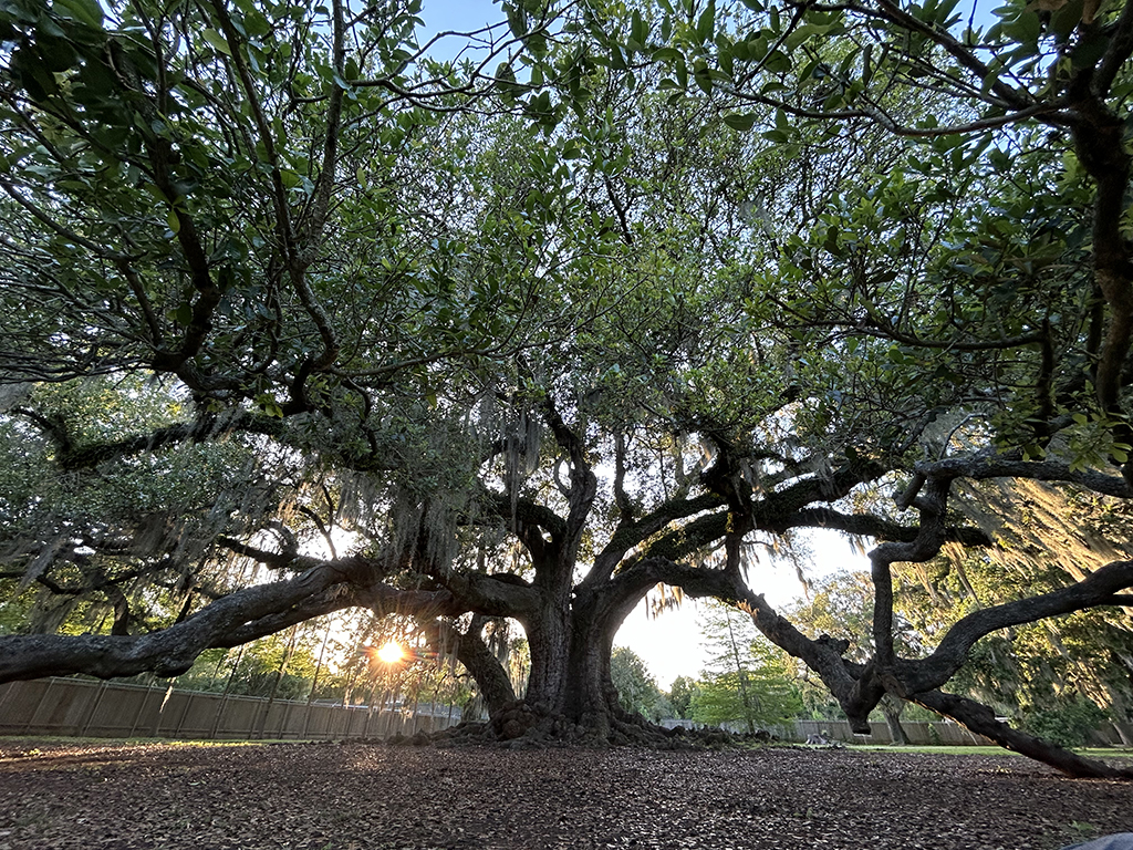 Tree of Life - New Orleans, Louisiana
